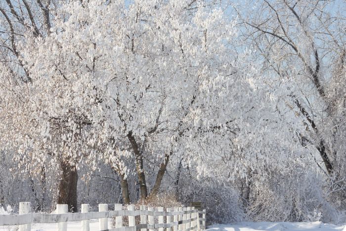 Winter Tree Photography